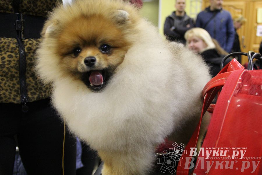 Всероссийская выставка собак «Великие Луки — 2014»