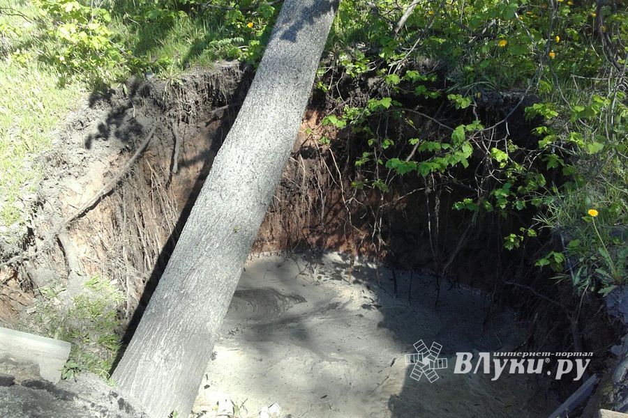 В Великих Луках дерево упало на провода (ФОТО)