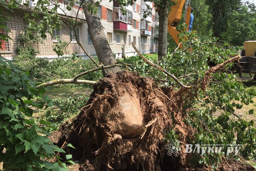 Небезразличные великолучане помогают убрать город после урагана (ФОТО)