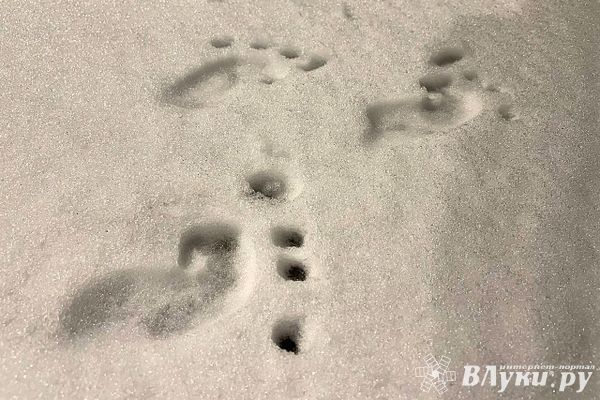 Прогноз погоды на 10 декабря в Великих Луках