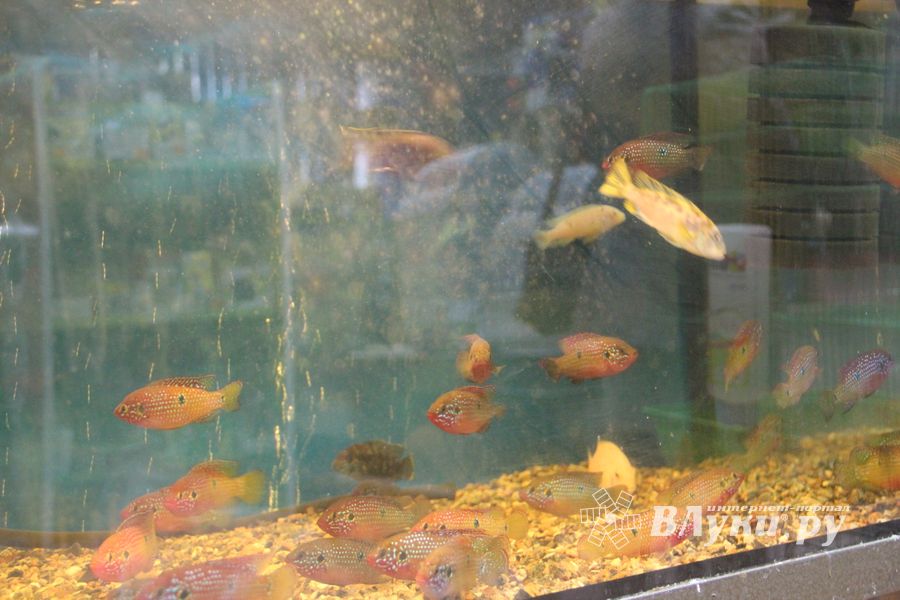 «Zooбастики»: подарите праздник своим любимцам! (ФОТО+ВИДЕО)