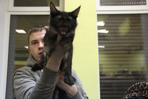 В Великих Луках прошла выставка кошек (фото)