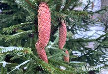 Прогноз погоды на 19 декабря в Великих Луках