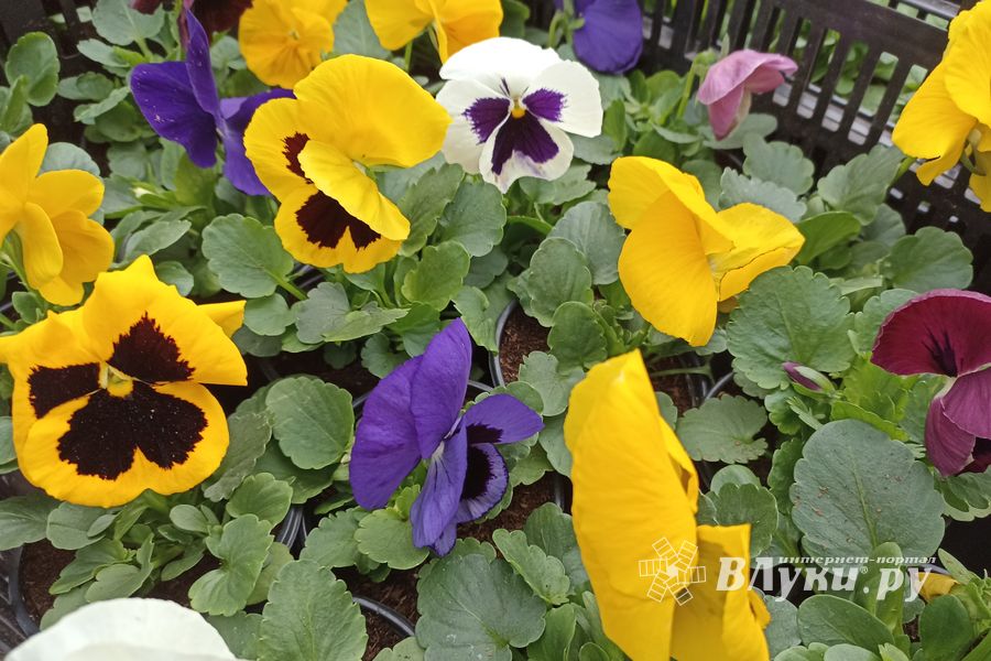 В Великих Луках проходит универсальная весенняя ярмарка