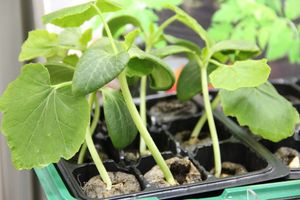 «Золотая Репка» удивляет! (ФОТО)