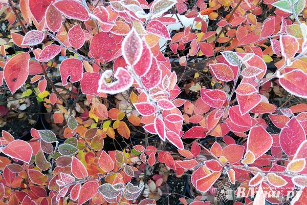 Предстоящей ночью в Псковской области подморозит