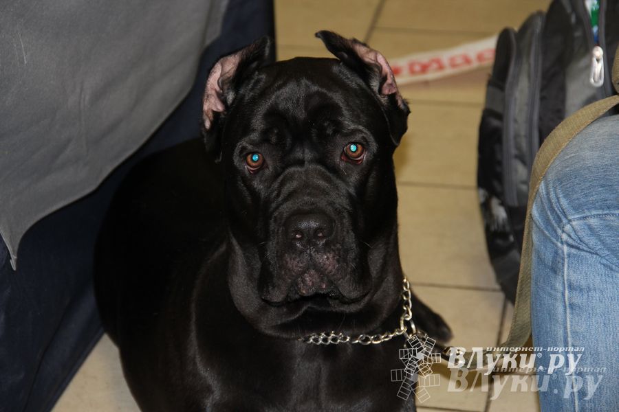 Всероссийская выставка собак в Великих Луках (фото)