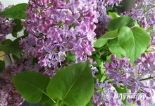 Прогноз погоды на 9 июня в Великих Луках