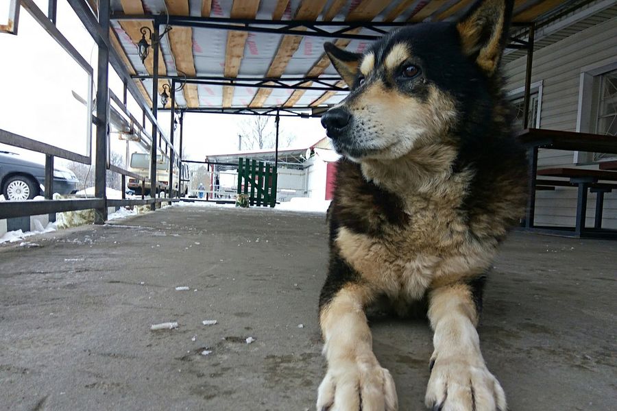 Черныш, спасённый из ледяной воды, ищет хозяина (ФОТО)