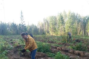 Акция «Сохраним лес» прошла в Печорском районе (ФОТО)