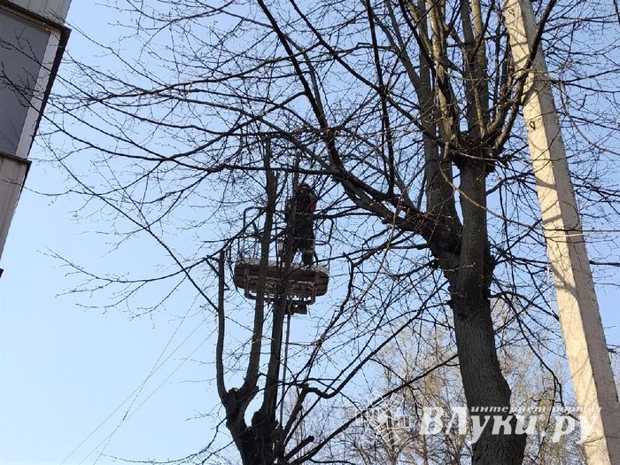 На Пионерской пилят деревья (ФОТО)
