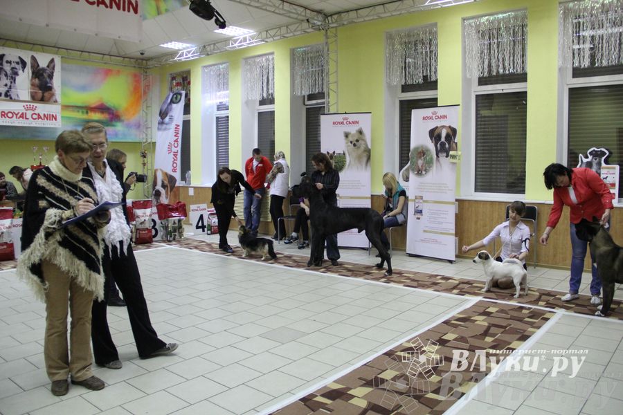 Всероссийская выставка собак «Великие Луки — 2014»