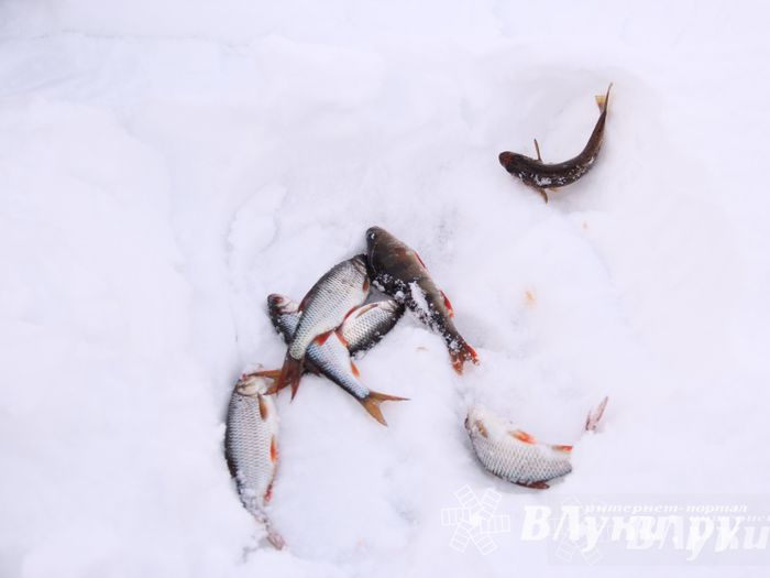 Подведены итоги Открытого чемпионата Великих Лук по рыболовному спорту (фото)