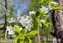 Какие удобрения вносить весной: правильная подкормка сада и огорода