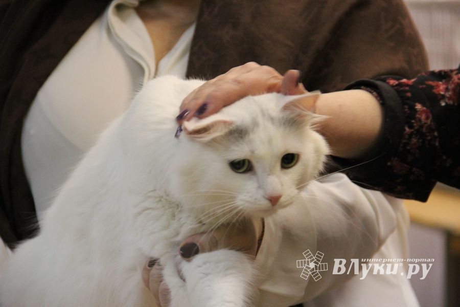 В Великих Луках прошла выставка кошек (фото)