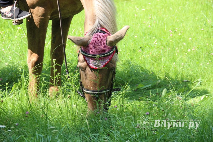 В городском парке Великих Лук прошёл День мороженого