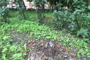 Обратная сторона центра Великих Лук (ФОТО)