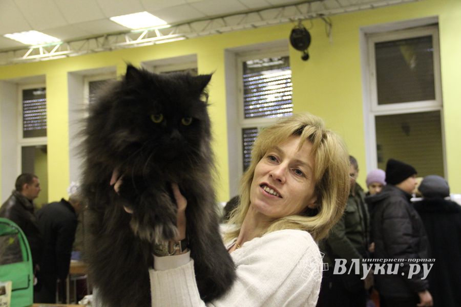 В Великих Луках прошла выставка кошек (фото)
