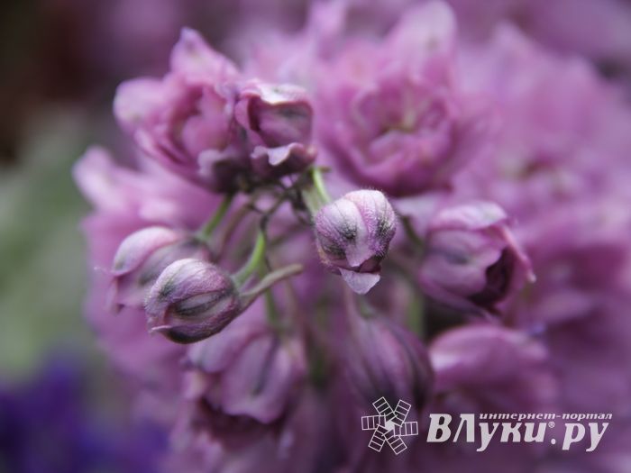 «Парад детских колясок» в День семьи, любви и верности (ФОТО)