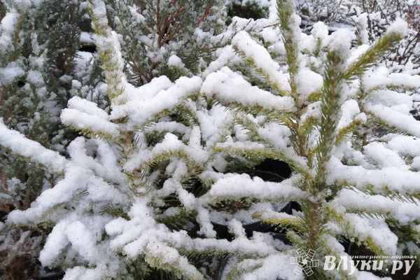 Стало известно, где в Великих Луках откроется Ёлочный базар