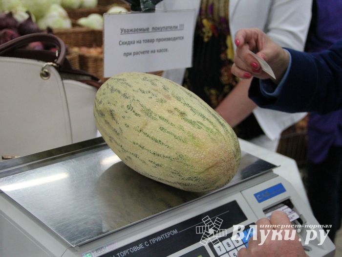 В Великих Луках проверили бахчевые (ФОТО)