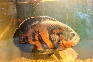 «Zooбастики»: подарите праздник своим любимцам! (ФОТО+ВИДЕО)