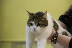 В Великих Луках прошла выставка кошек (фото)