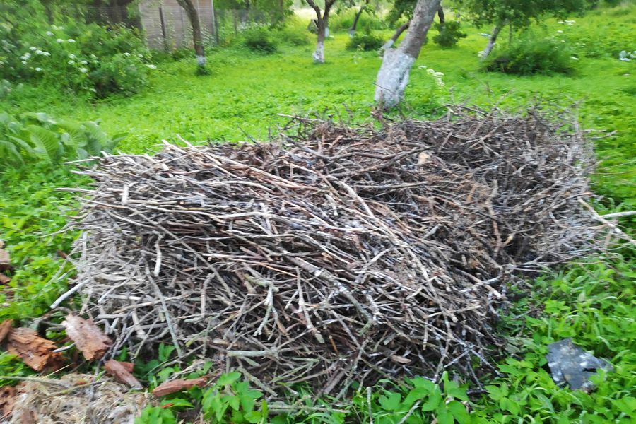 В Псковской области спасли двух аистят (ФОТО)
