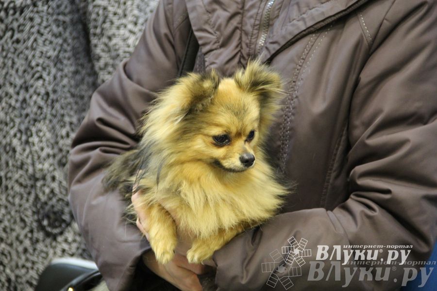 Всероссийская выставка собак «Великие Луки — 2014»