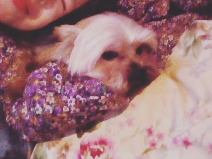 Объявляем победителей фотоконкурса «Косточка к Новому году» (ФОТО)