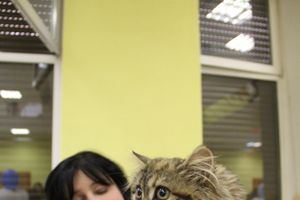 В Великих Луках прошла выставка кошек (фото)