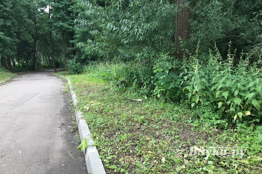 Дятлинку покосили (ФОТО)