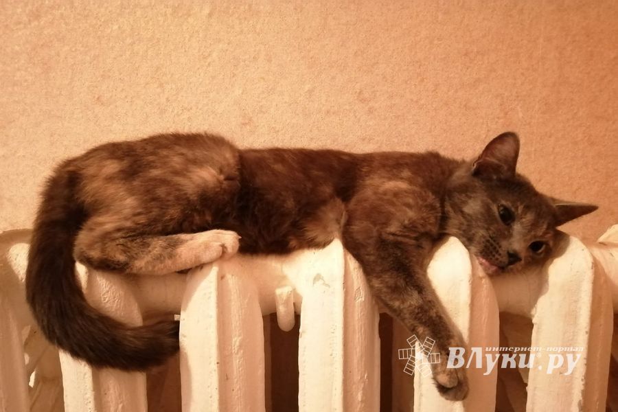 © ВЛуки.ру/ Ирина Ловчая