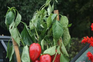 ​Универсальная торговая ярмарка «Осень – 2014» состоялась  в Великих Луках