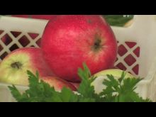 Импульс-ТВ: Рейд