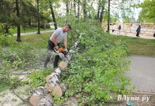 На площади Калинина убирают лишние деревья (ФОТО)