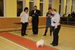 Всероссийская выставка собак в Великих Луках (фото)