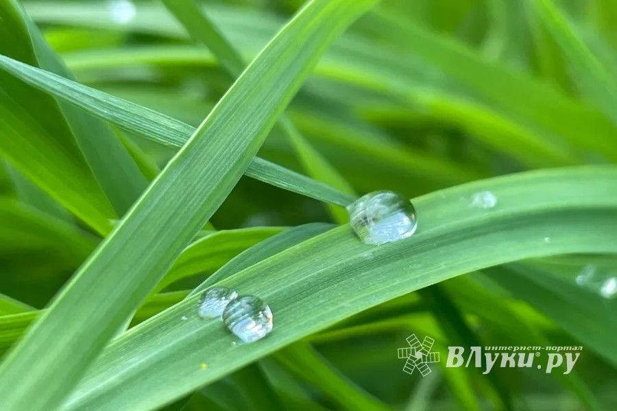 ВЛуки.ру