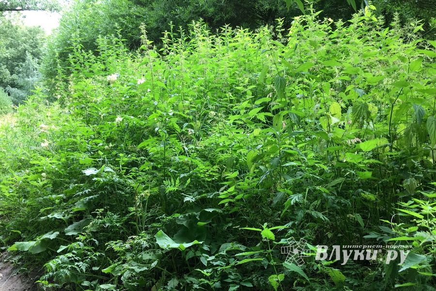 Необитаемый остров Дятлинка (ФОТО)