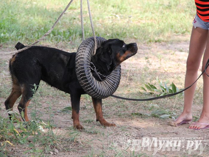 День открытых дверей на спортивно-дрессировочной площадке