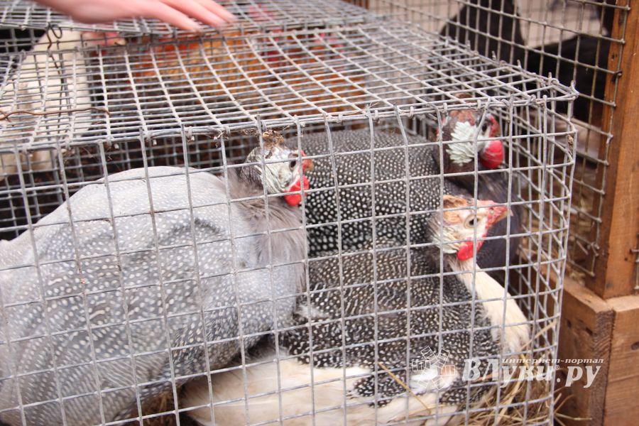 Ярмарка «Осень-2017» (ФОТО)