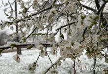 Режим ЧС ввели в Псковской области из-за последствий заморозков и прибытия беженцев