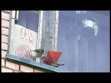 Импульс-ТВ: Бесплатная приватизация жилья