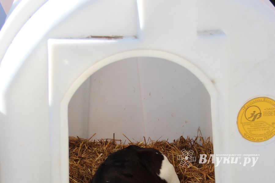 Торговая ярмарка «Осень-2016» прошла в Великих Луках (ФОТО)