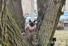 Прогноз погоды в Великих Луках на 5 мая