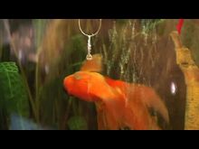 Перец-Рапид: Ювелирный салон «Золотая рыбка»