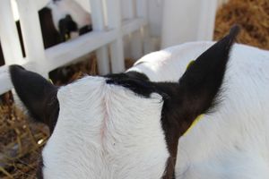 Торговая ярмарка «Осень-2016» прошла в Великих Луках (ФОТО)