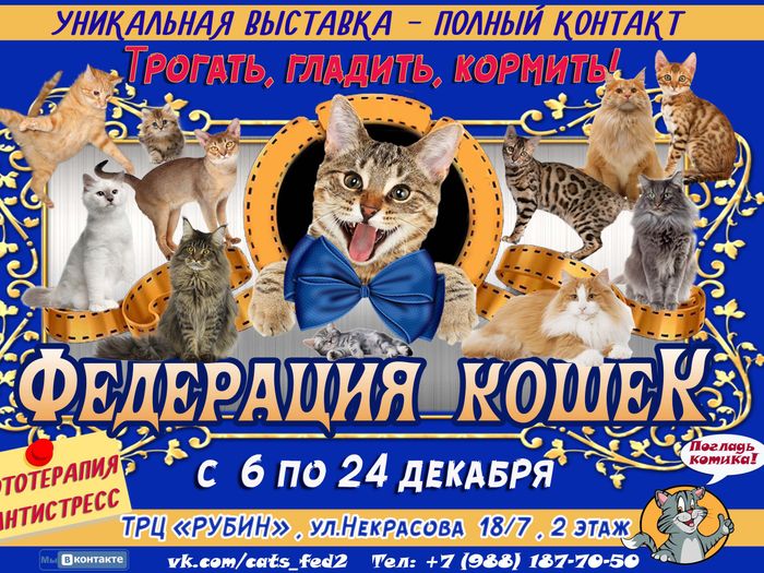 В Великих Луках пройдет контактная зоовыставка — время гладить котиков! (ФОТО)