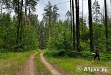 В Псковской области заблудившийся мужчина смог самостоятельно выйти из леса