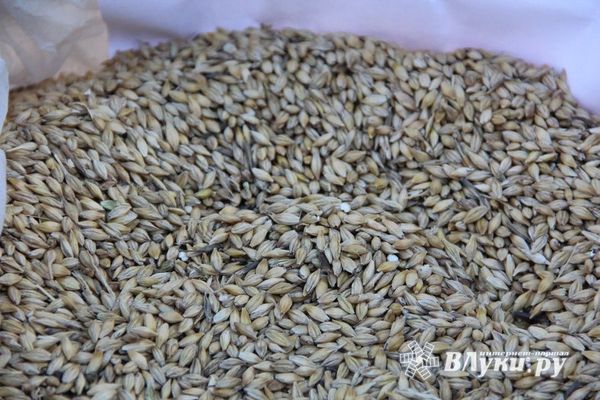 Урожай зерновых в Псковской области собран на 86%